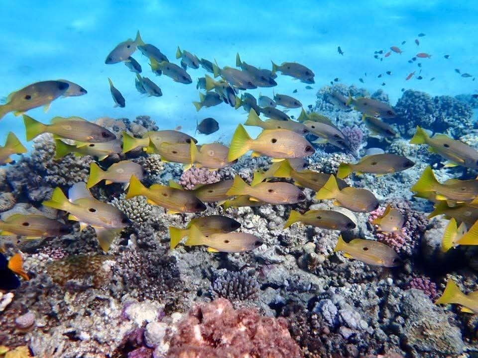 🏖 Abu Sauatir Snorkeling