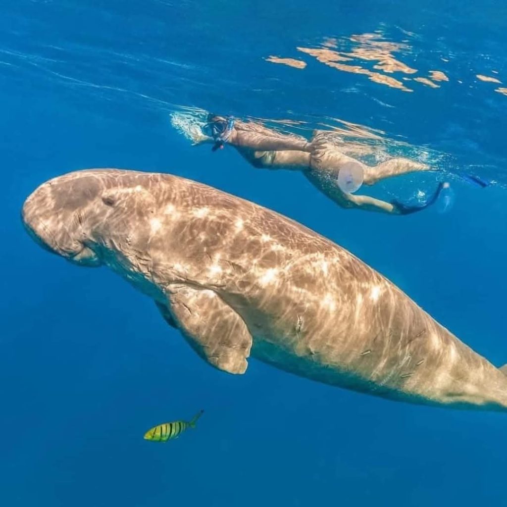 Snorkeling Trip – Marsa Mubarak