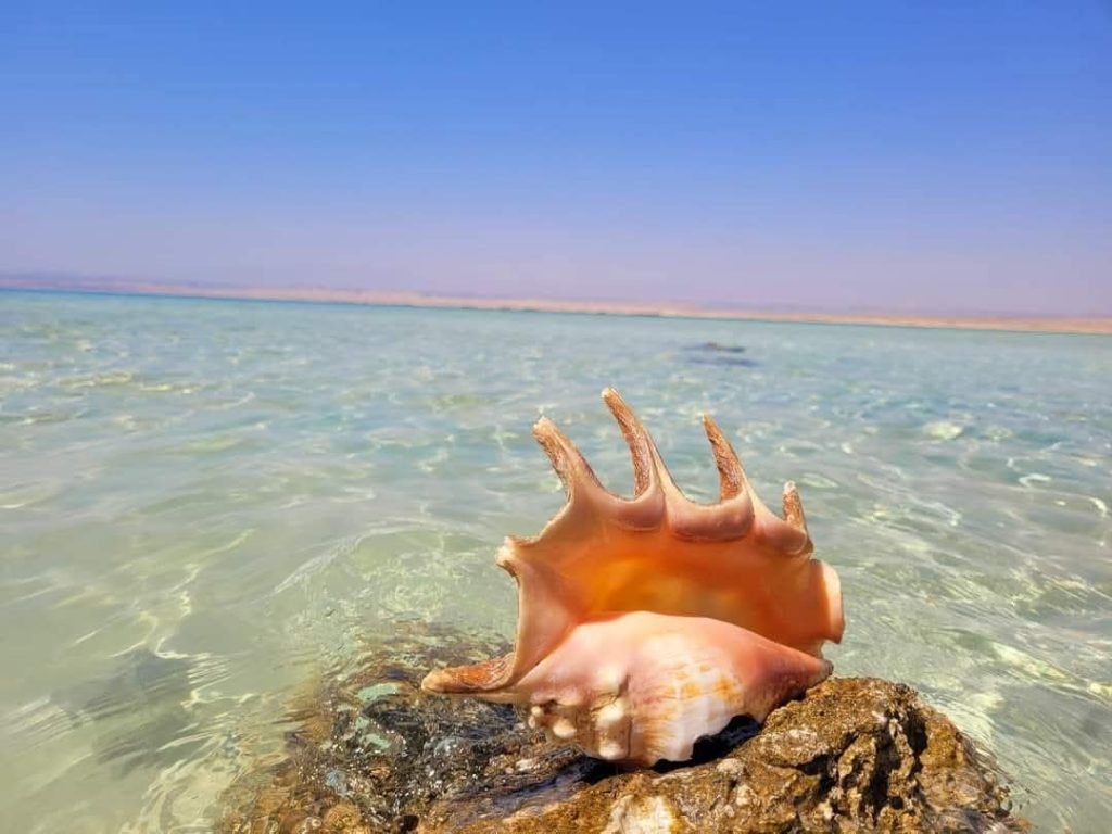 🤿 Az Zarib Shore Diving
