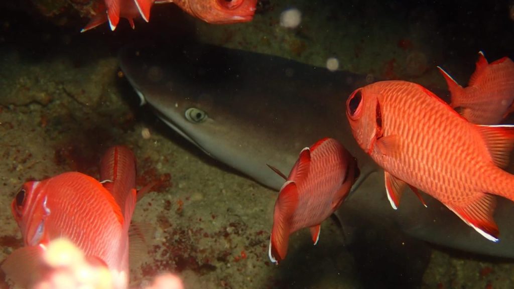 ⚓ ELPHINSTONE REEF – SHARK DIVING