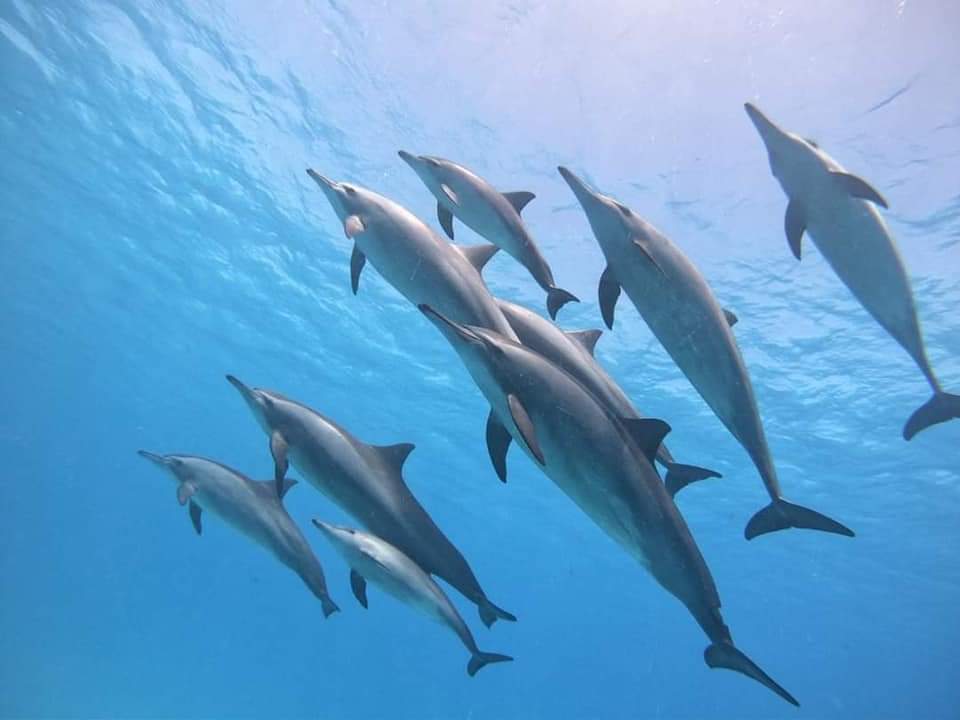 Dolphin House – Samadai Reef