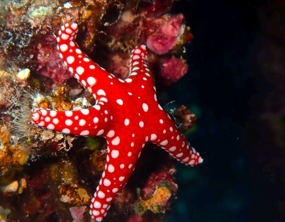 🤿 Carnelia Beach Diving