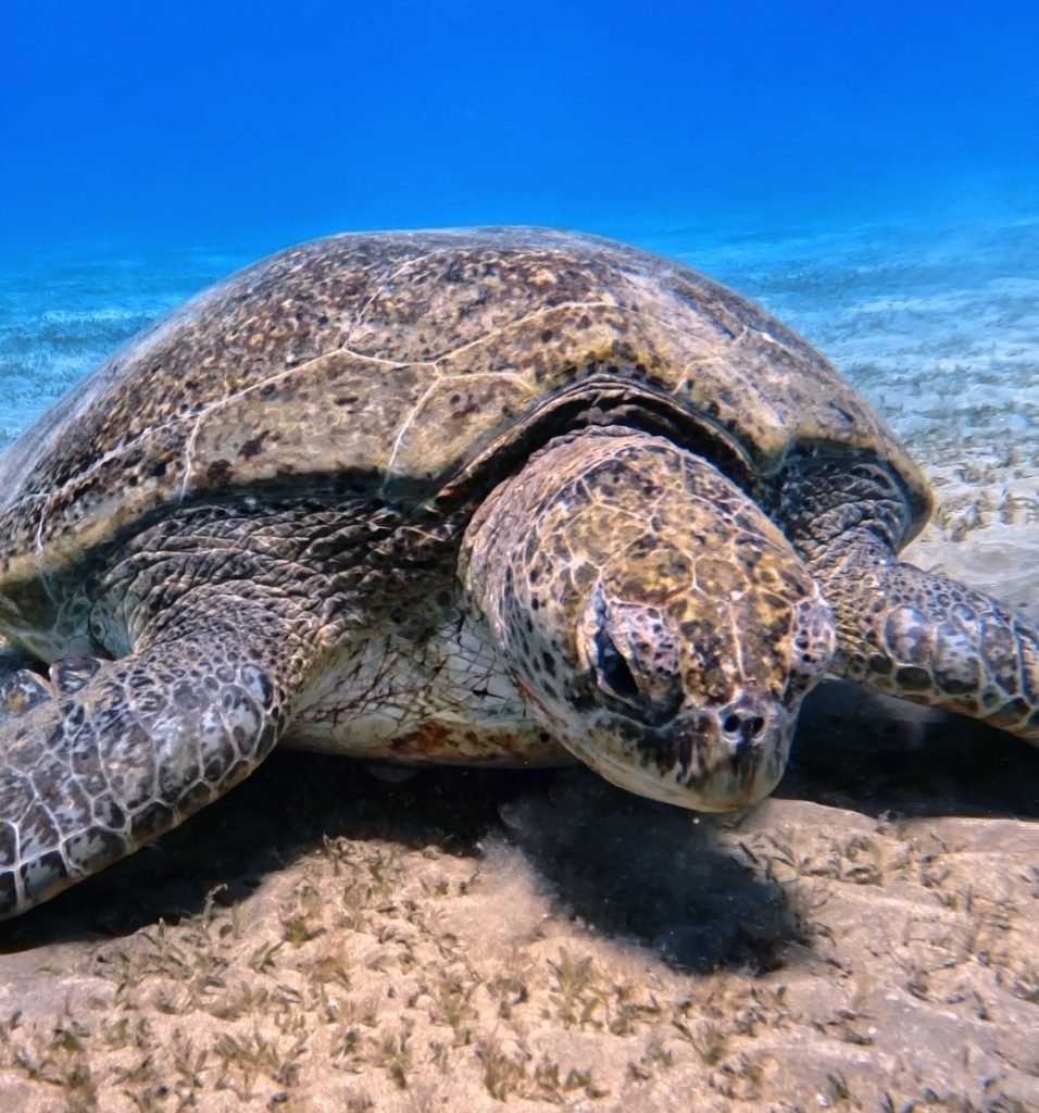 🌊Diving – Marsa Mubarak