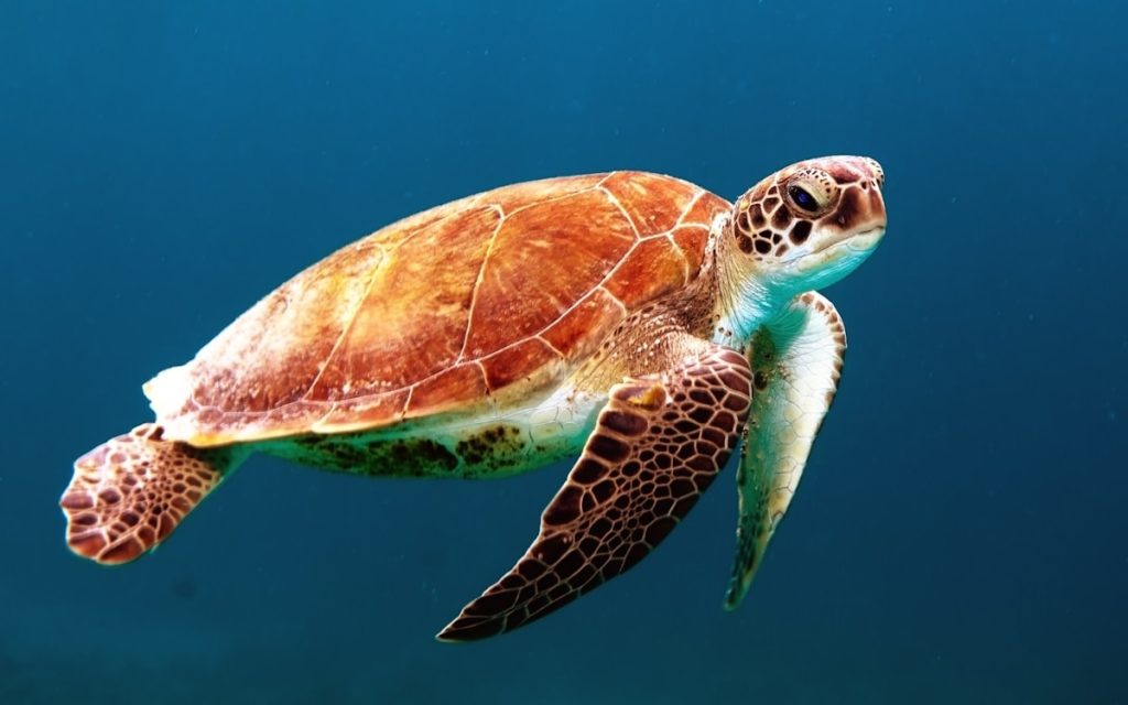 Scuba diver exploring the Red Sea